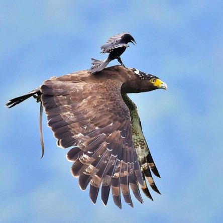 raven&eagle2