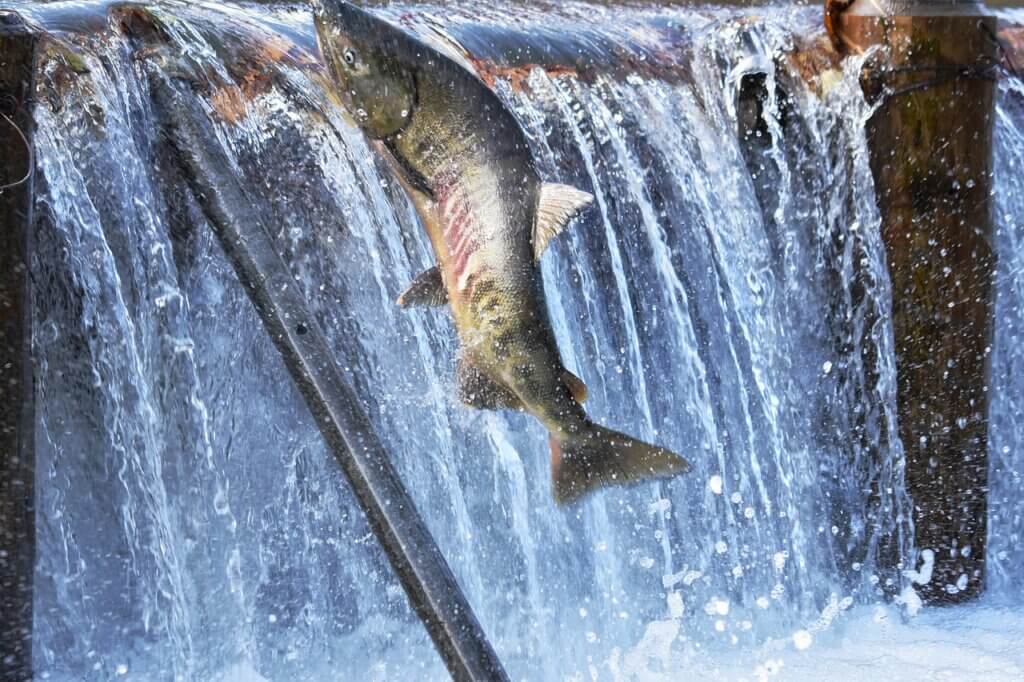 Natural Landscape River Water Fish  - Cock-Robin / Pixabay