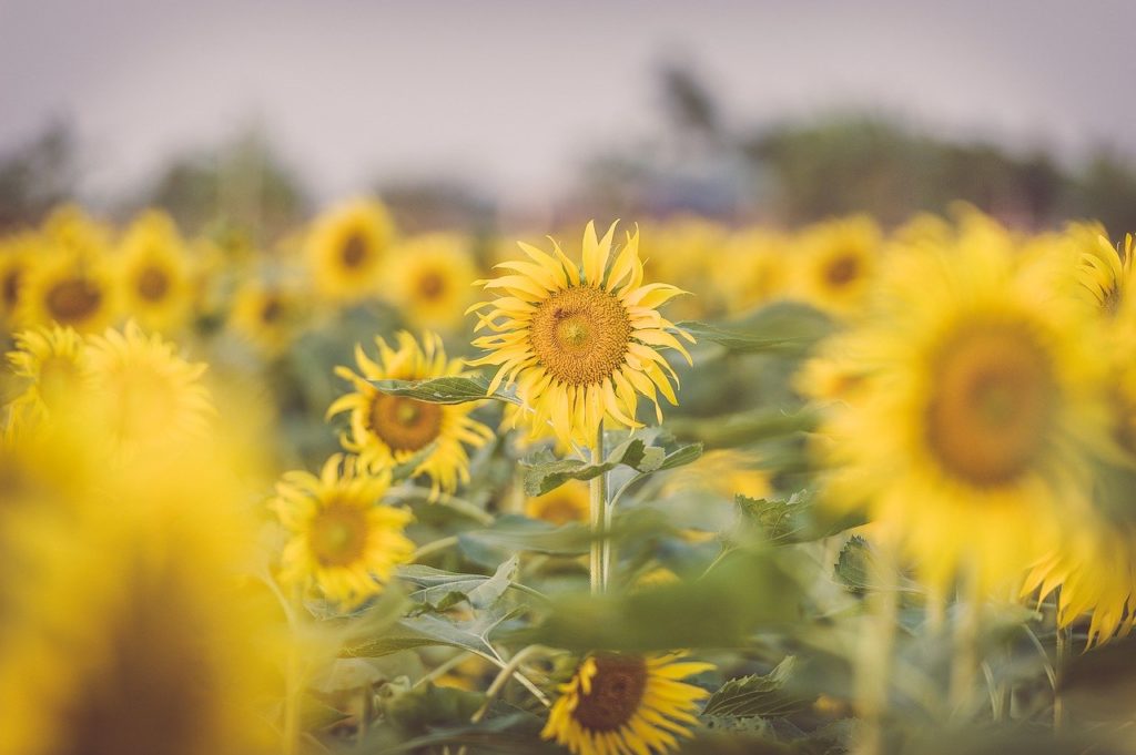 Sunflower Garden Nature Summer - kieutruongphoto / Pixabay